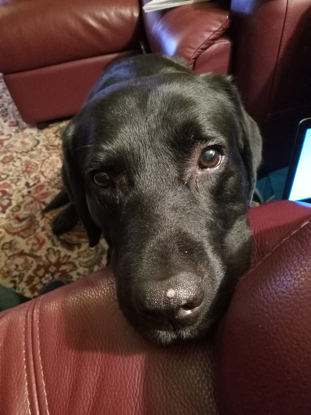 Customer photo review of Lavender & Chamomile 4 in 1 Calming Dog Shampoo