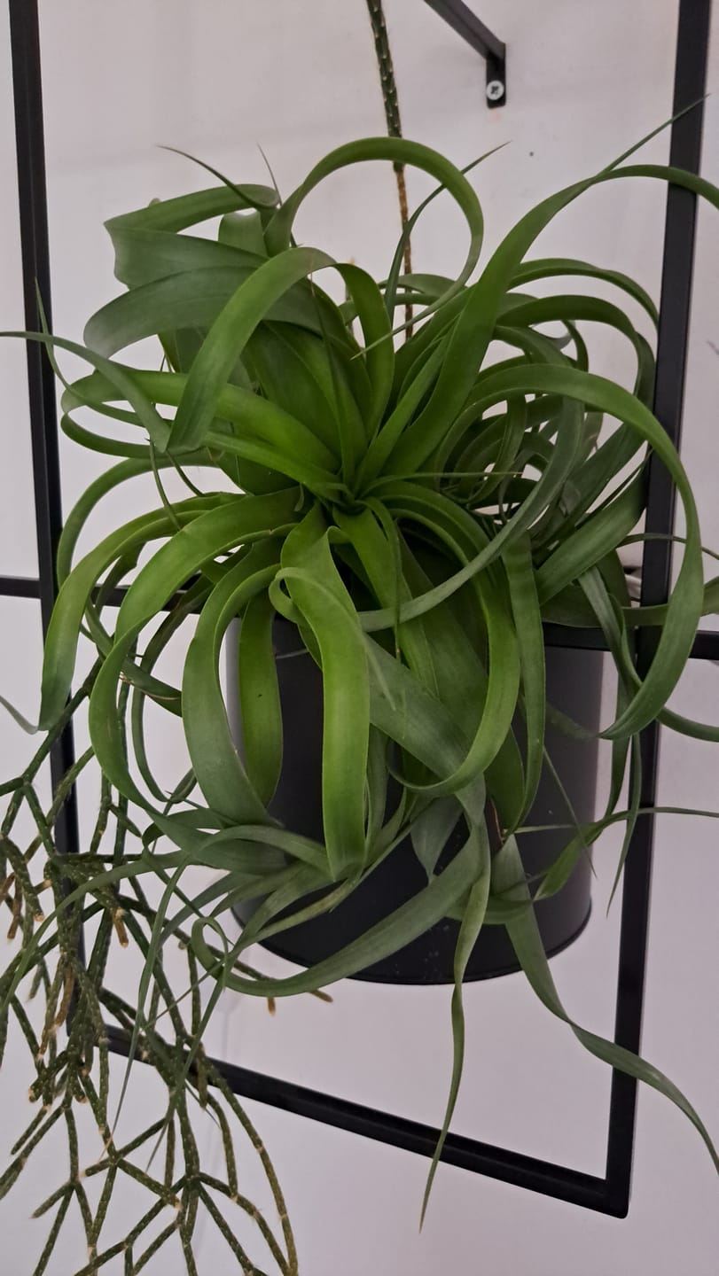 Customer photo review of Tillandsia Marvelous Masterpiece