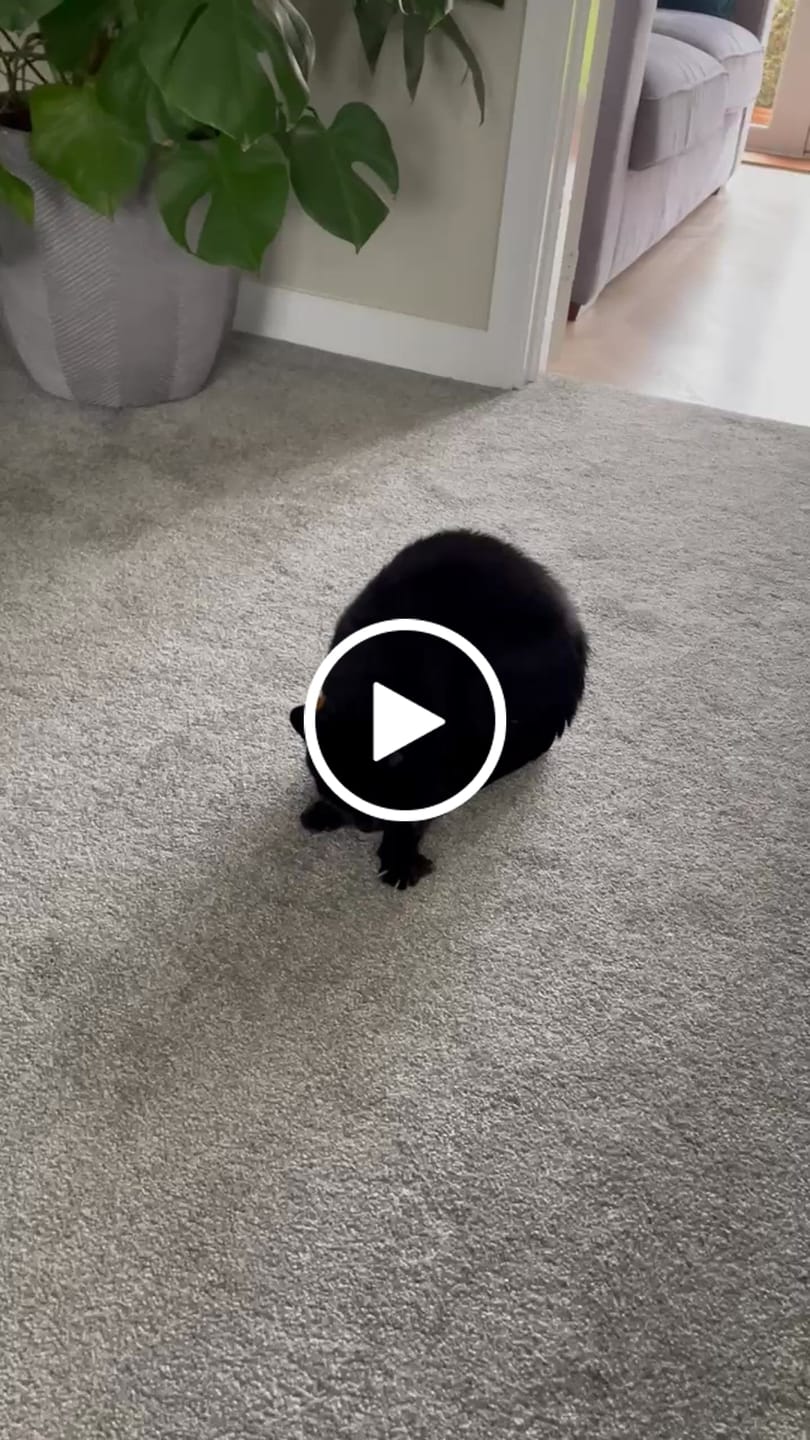 Customer video review of RYERCAT Silvervine Cat Dental Sticks