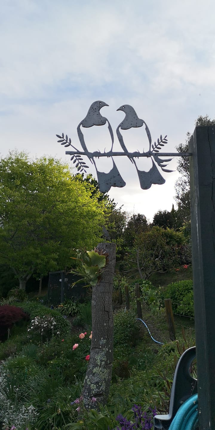 Customer photo review of Kererū Pair