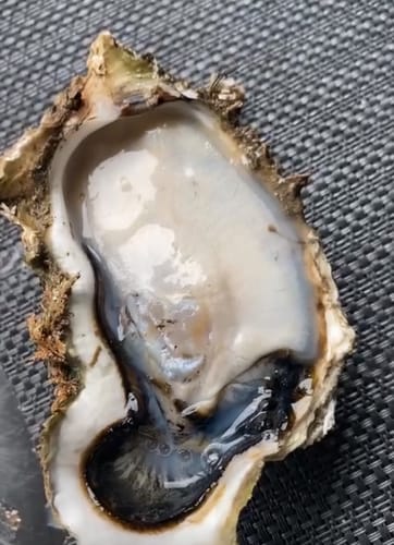 Customer photo review of Fresh Medium Half Shell Oysters - 6 pieces **FREE GIFT**