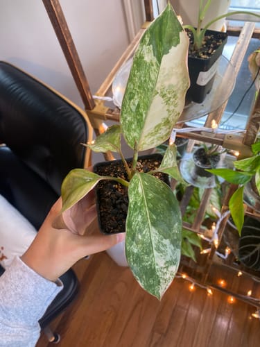 Customer photo review of Houseplant Pest Spray