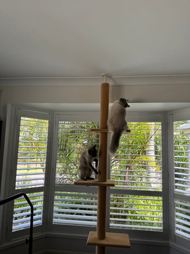 Customer photo review of PaWz Floor to Ceiling Cat Tree Tower