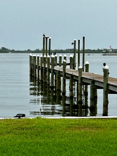 Customer photo review of Tuna & Salmon Recipe Flaked Dinner In Broth Adult Cat Food, 2.8-oz, Case of 12