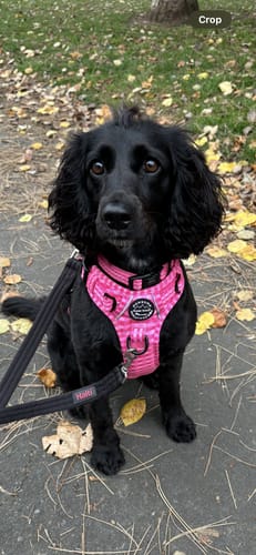 Customer photo review of Collar – Paws To Check