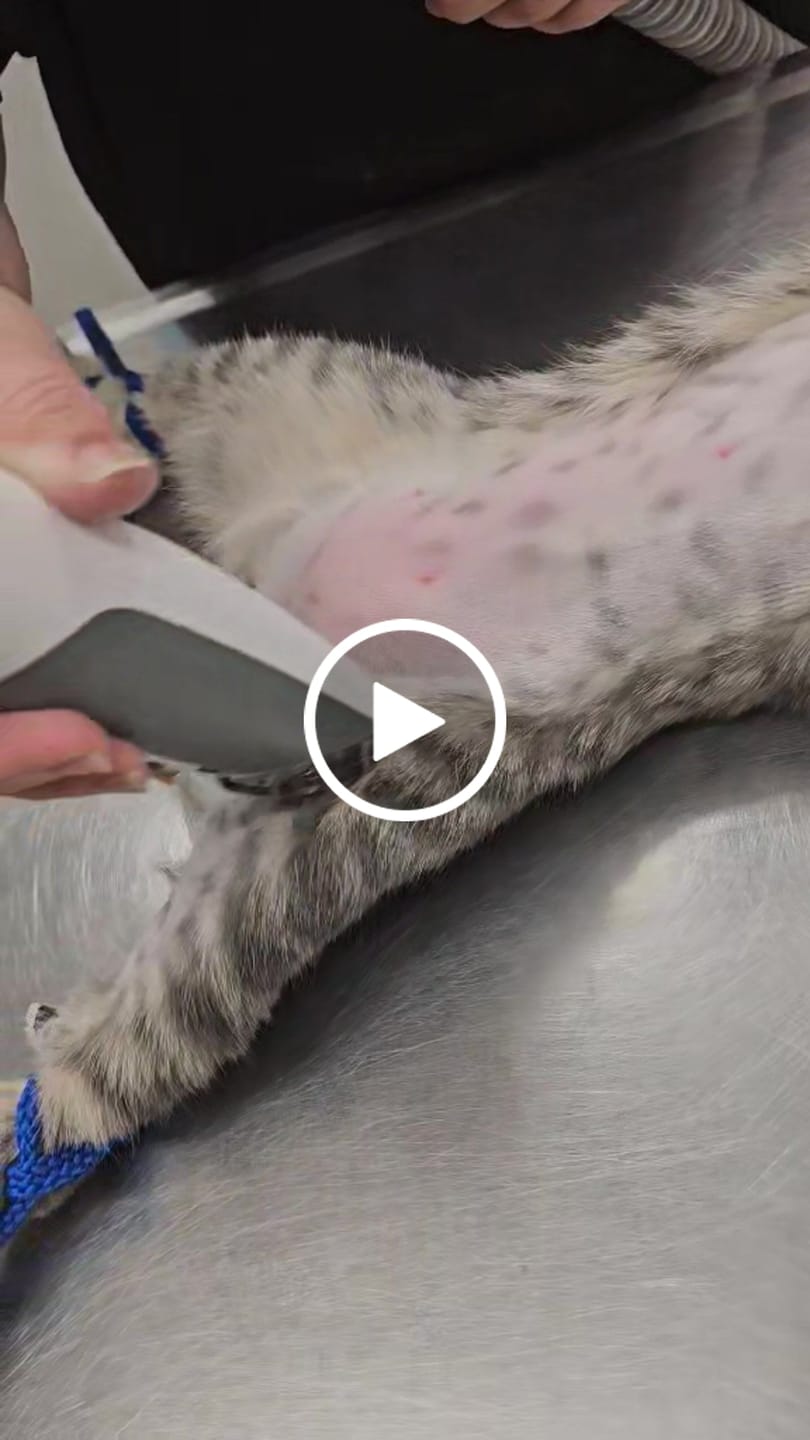 Customer video review of Professional Veterinarian Pre-Surgical Vacuum Kit