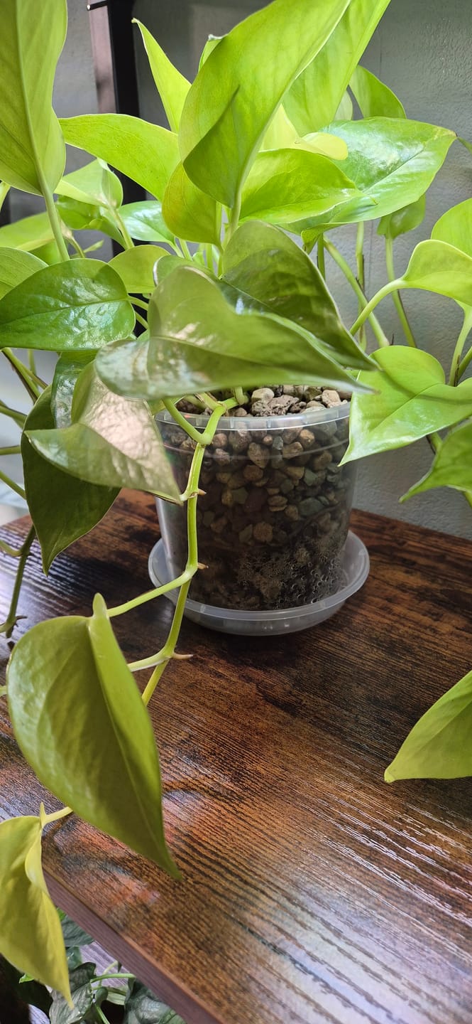 Customer photo review of Muddis Erde - Mineralisches Substrat