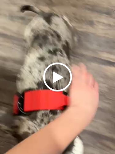 Customer video review of Red Bully Proof Collar
