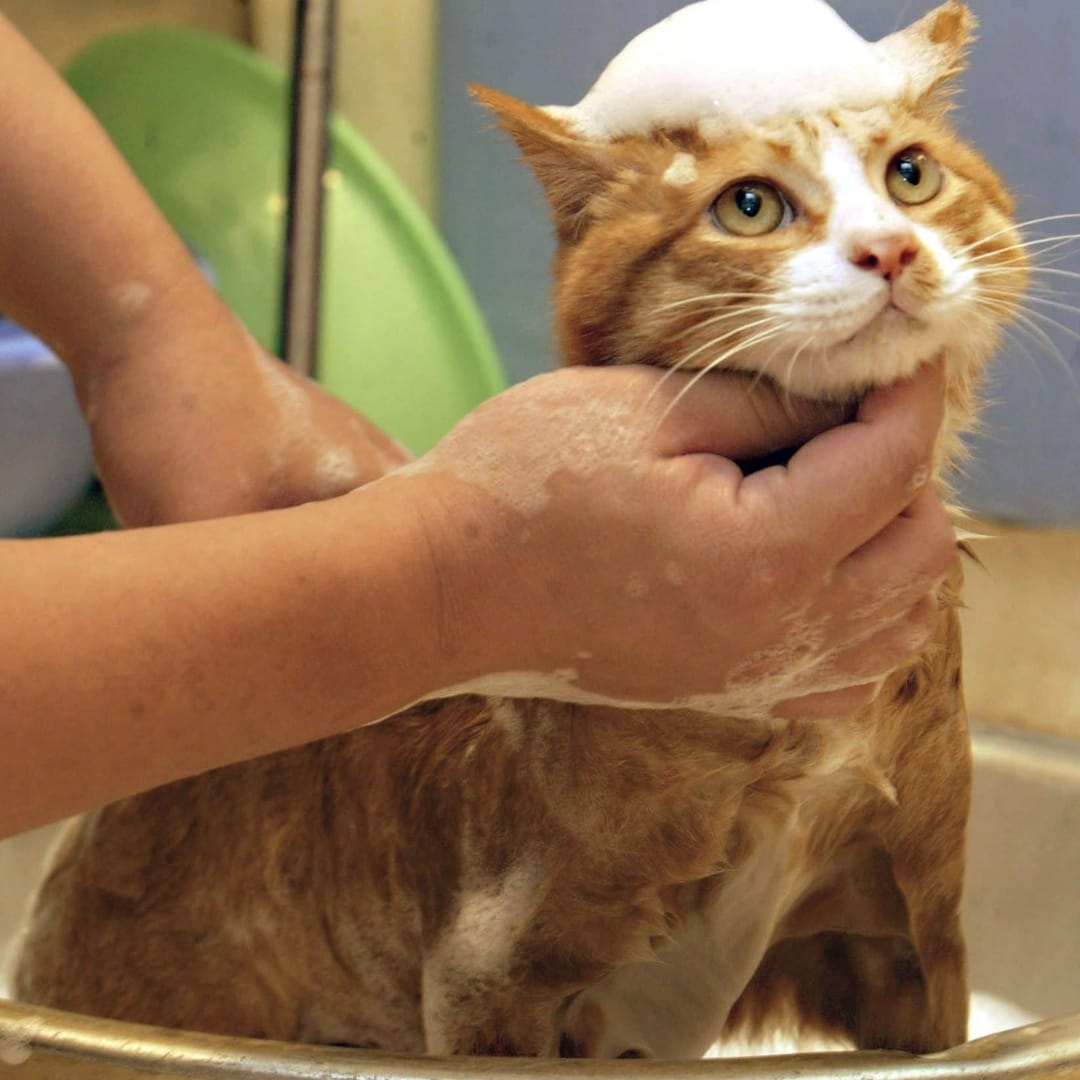 Customer photo review of HomePets Shower Warmer