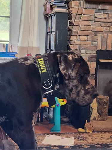 Customer photo review of Expedition Dog Collar - Black