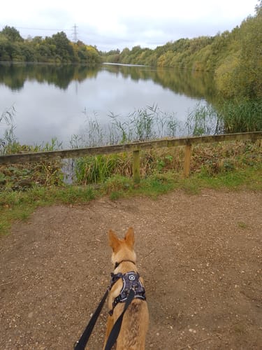 Customer photo review of Trail & Glow® Dog Harness - Celestial