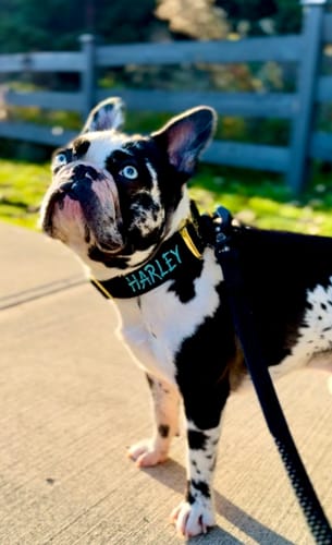 Customer photo review of 1.5" Tacti Dog Collar Slim Luxe - Gold - Noir