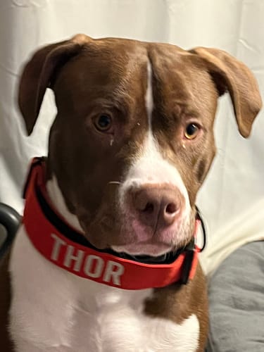 Customer photo review of Red Bully Proof Collar