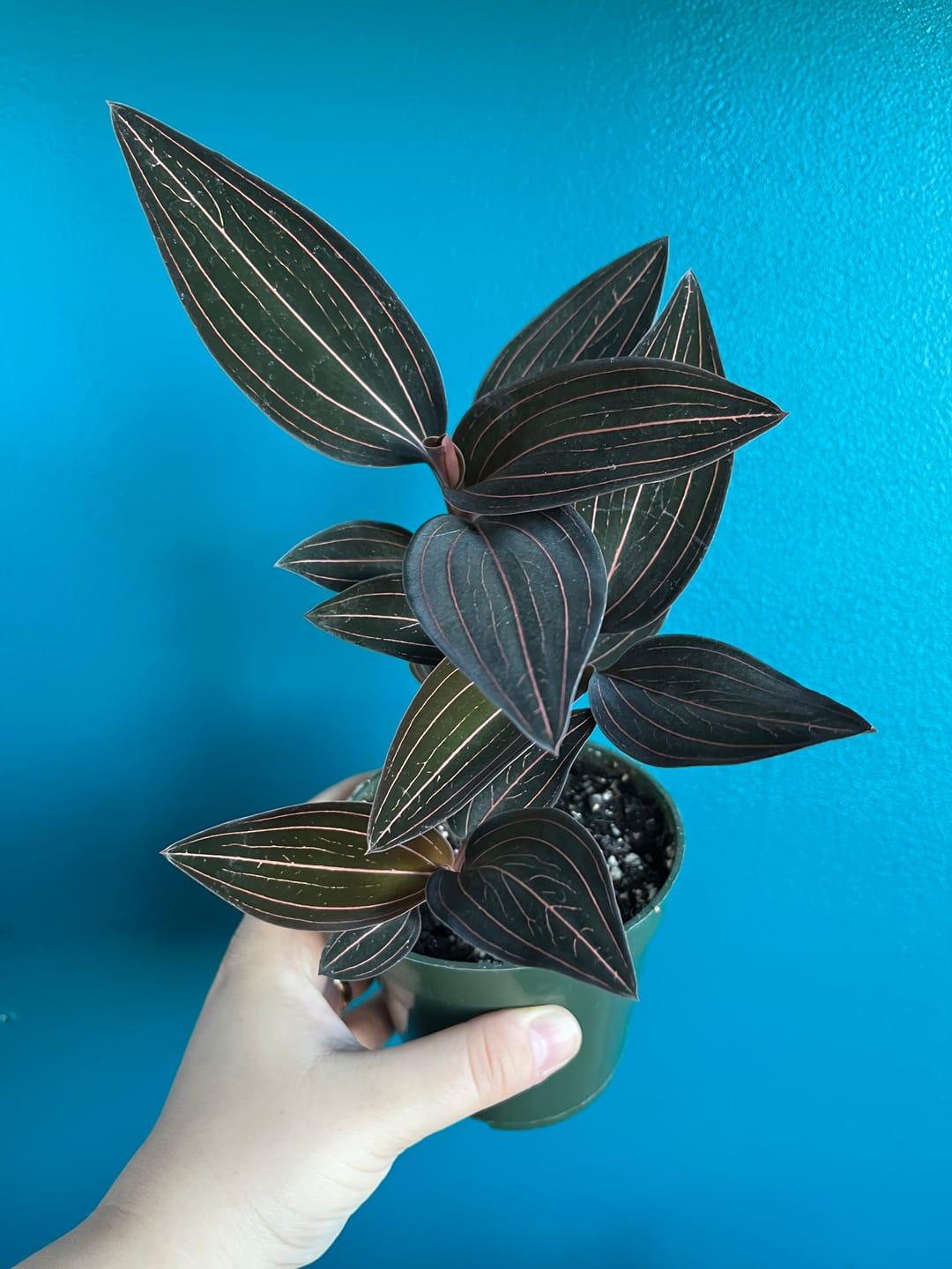 Customer photo review of Orchid Ludisia discolor