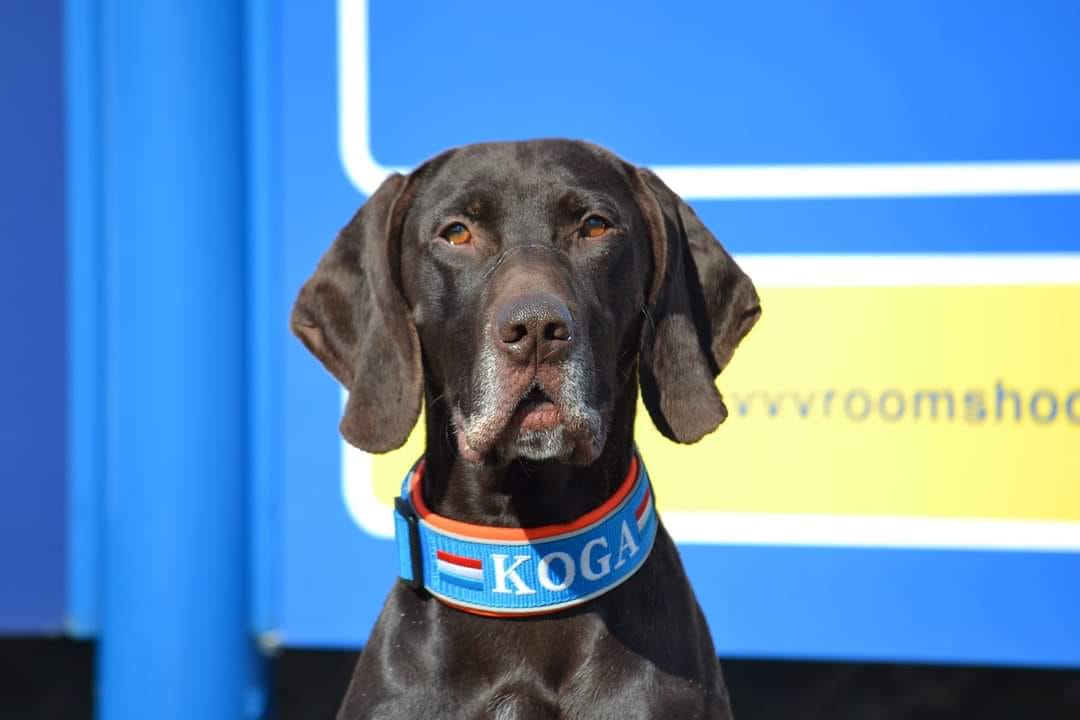 Customer photo review of Neoprene Half-Check Dog Collar with Name - XL | 4Kyon