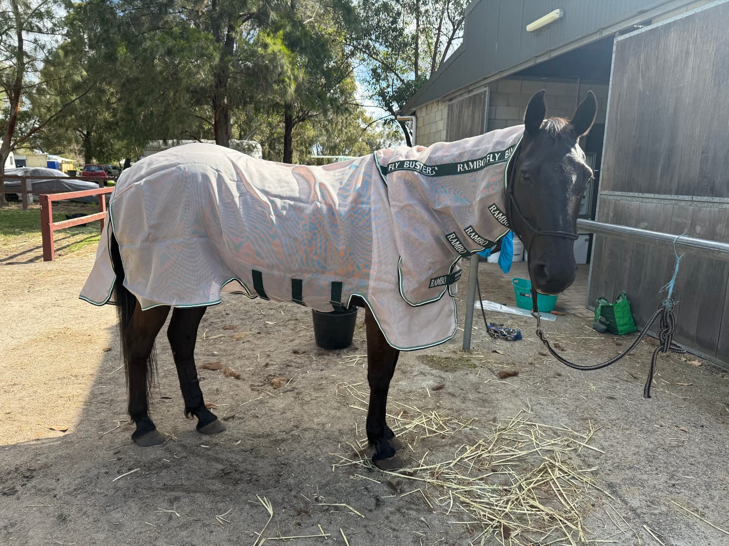 Customer photo review of Rambo Flybuster Vamoose NFZ