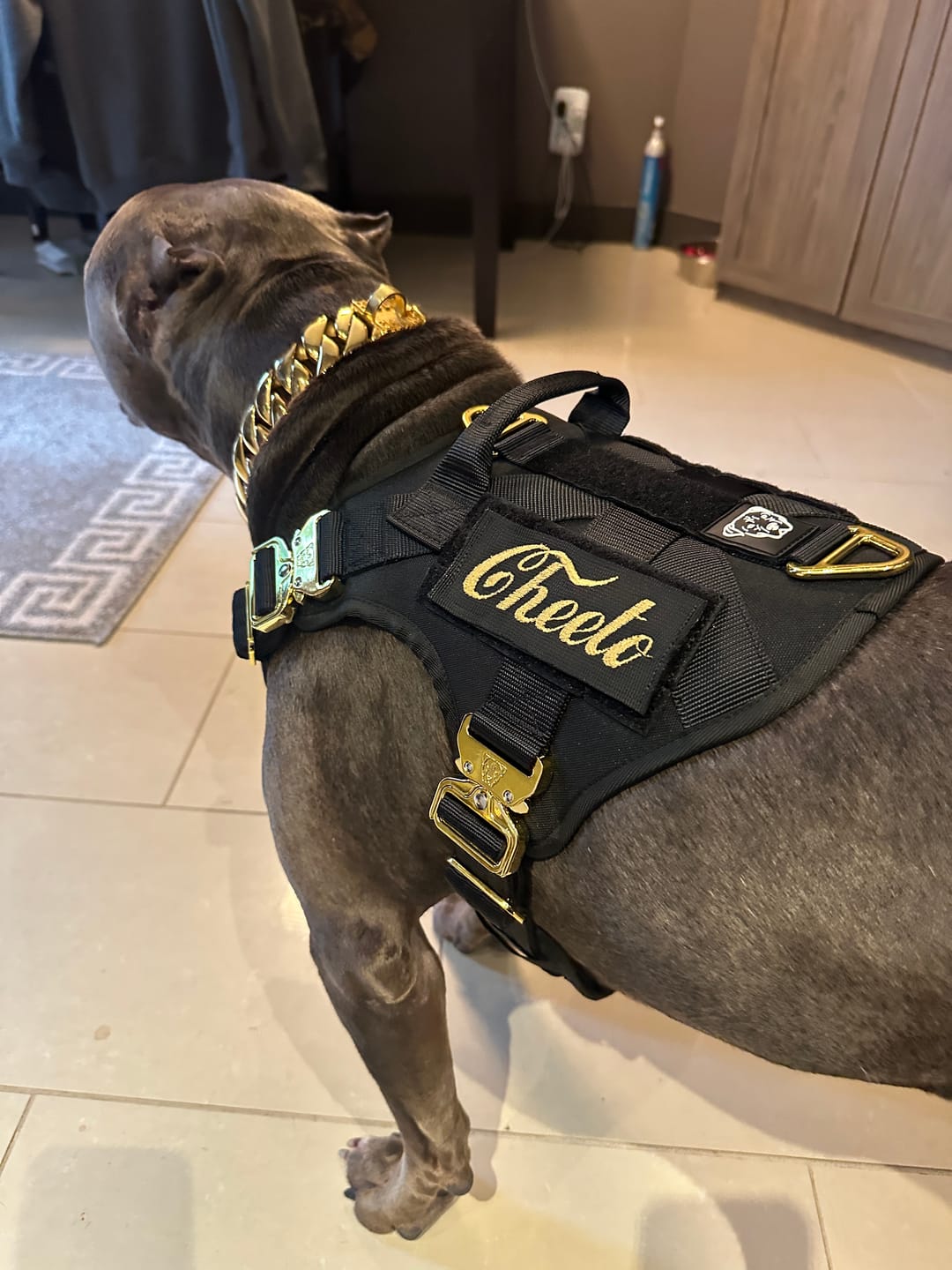 Customer photo review of HNTR 3.0 Dog Harness - Noir