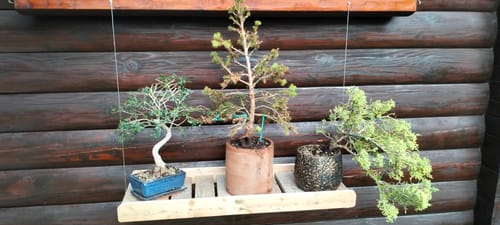 Customer photo review of SUBSTRATO PROFESSIONALE PER CONIFERE CB®