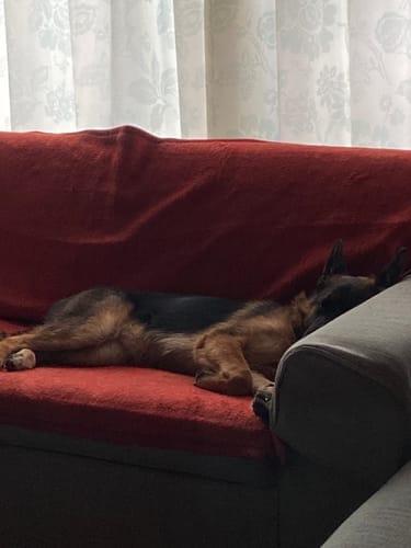 Customer photo review of DoggyMin (Skin, Immunity and Fertility Support For Dogs)