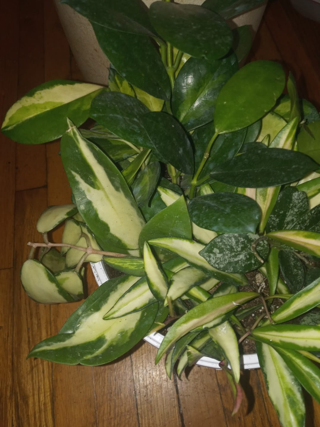 Customer photo review of Hoya australis 'Lisa'