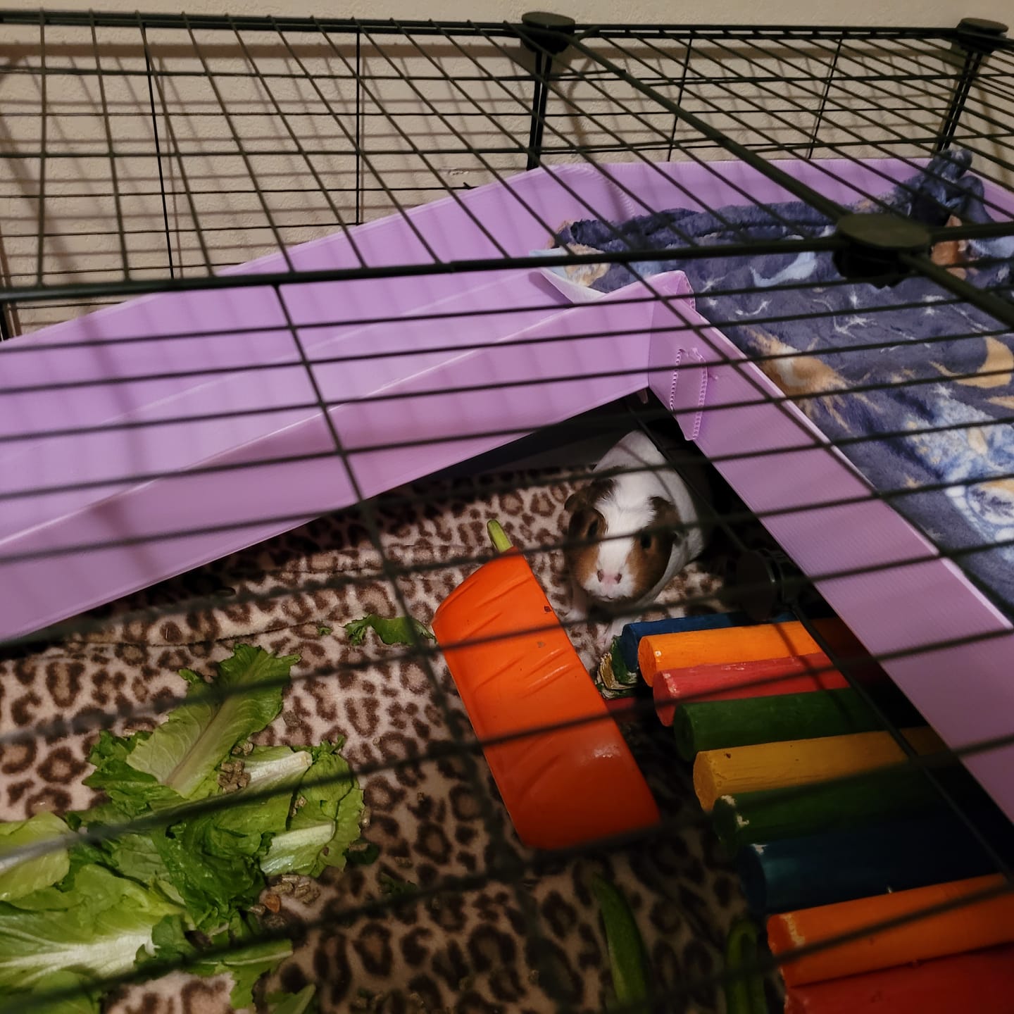 Customer photo review of 4x2 C&C Cage with Loft & Ramp