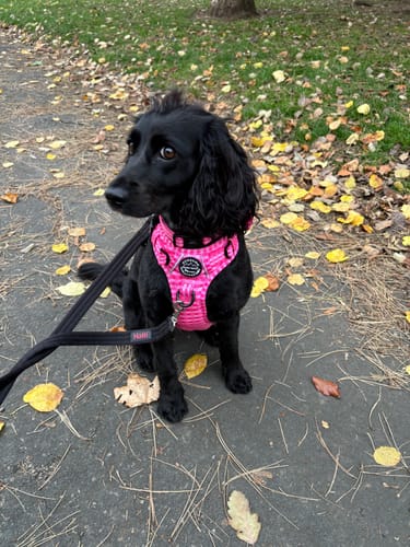 Customer photo review of Tough Trails™ Harness -  Paws To Check