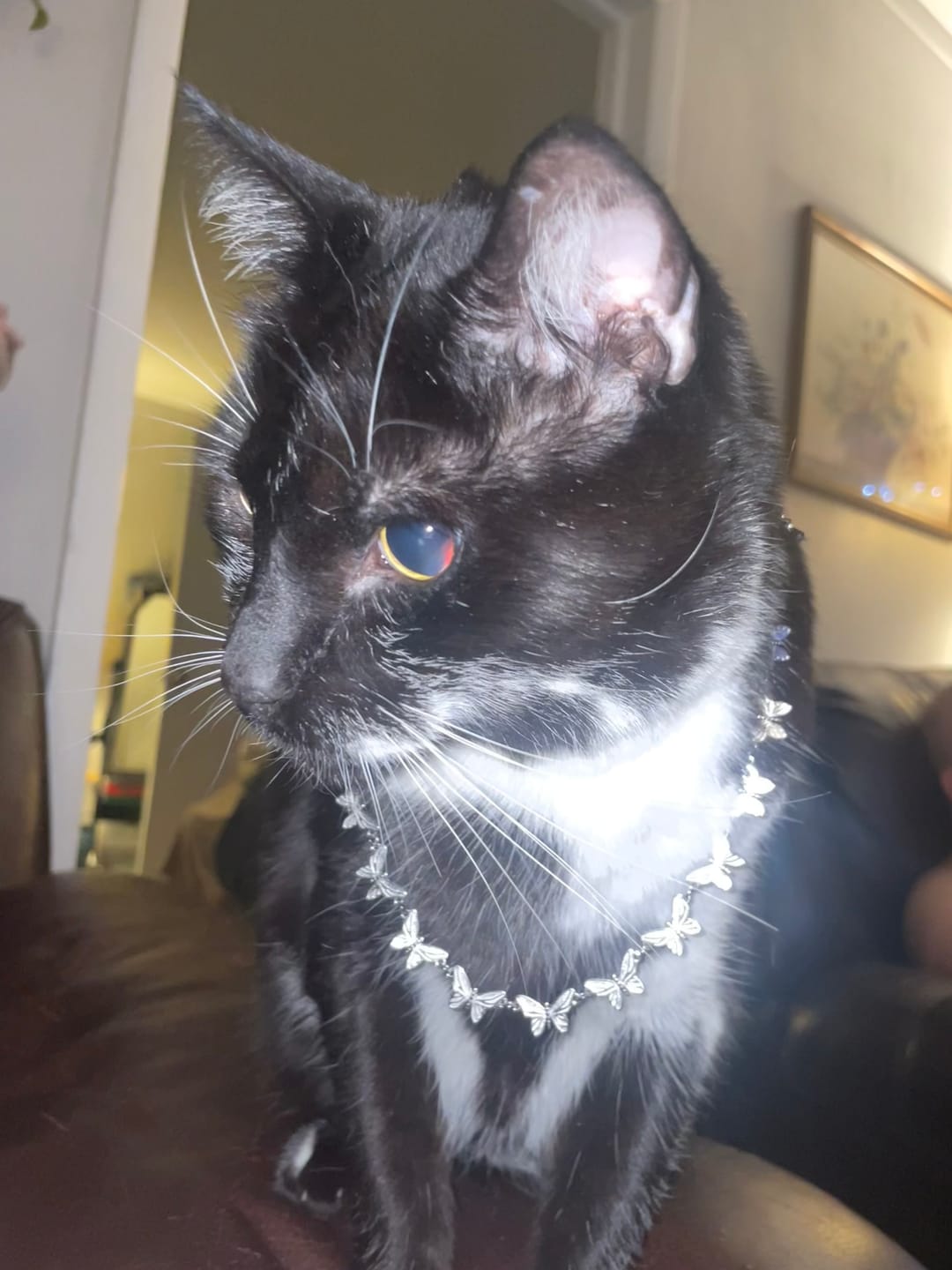 Customer photo review of BUTTERFLY NECKLACE (ADJUSTABLE)