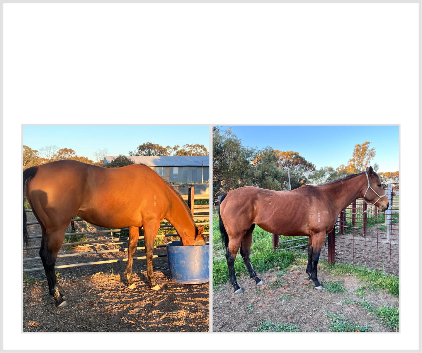 Customer photo review of Digestive HP