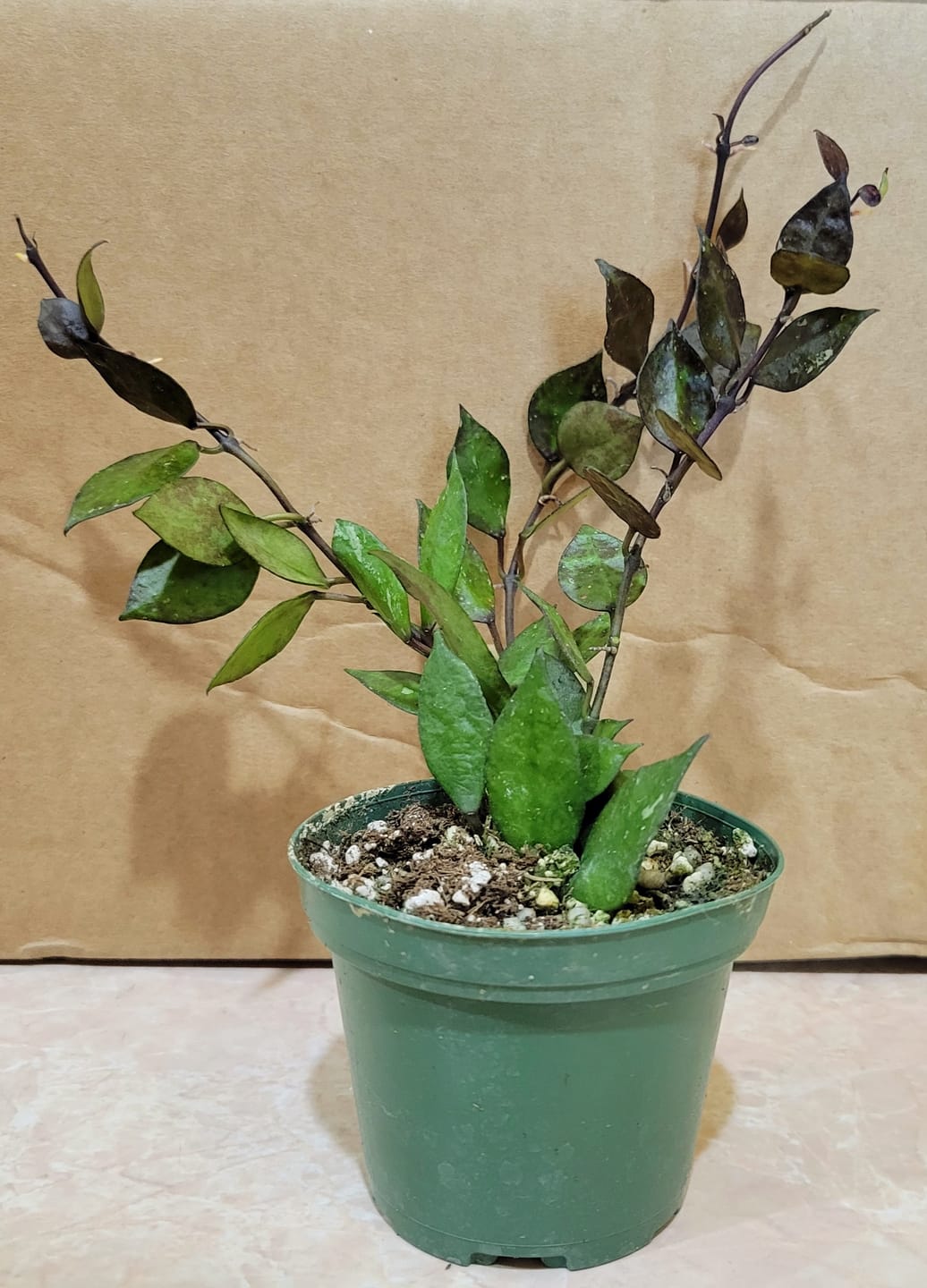 Customer photo review of Hoya krohniana 'Black'