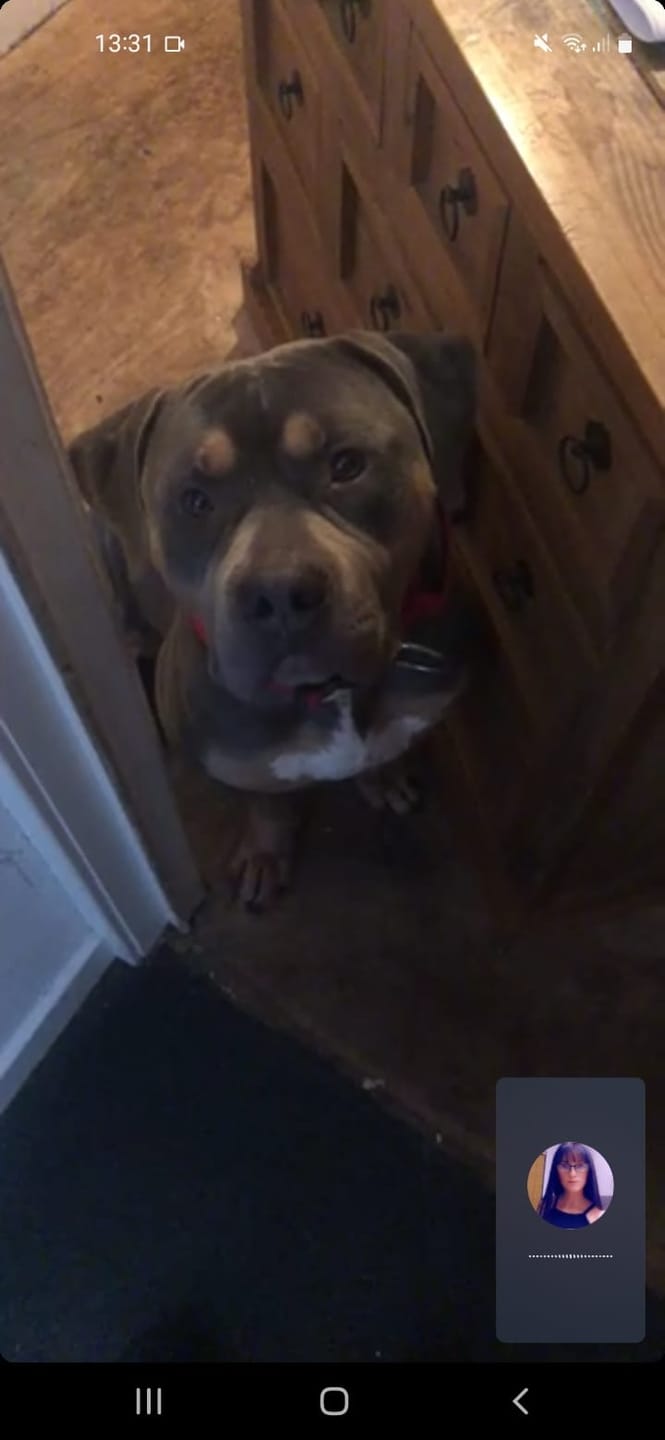 Customer photo review of 5cm Combat® Collar | With Handle & Secure Clip - Red