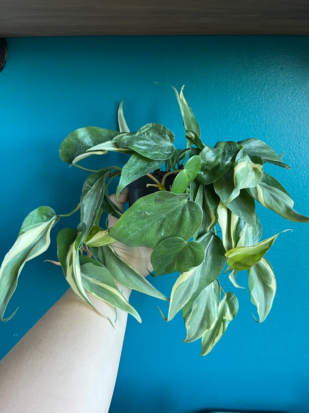 Customer photo review of Philodendron hederaceum 'Rio' - 3"