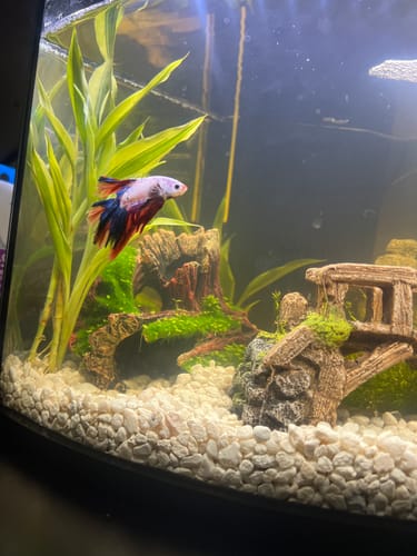 Customer photo review of Multicolor Halfmoon Male Betta Fish | High Grade | Order Directly From Farm|  You Pick Fish |