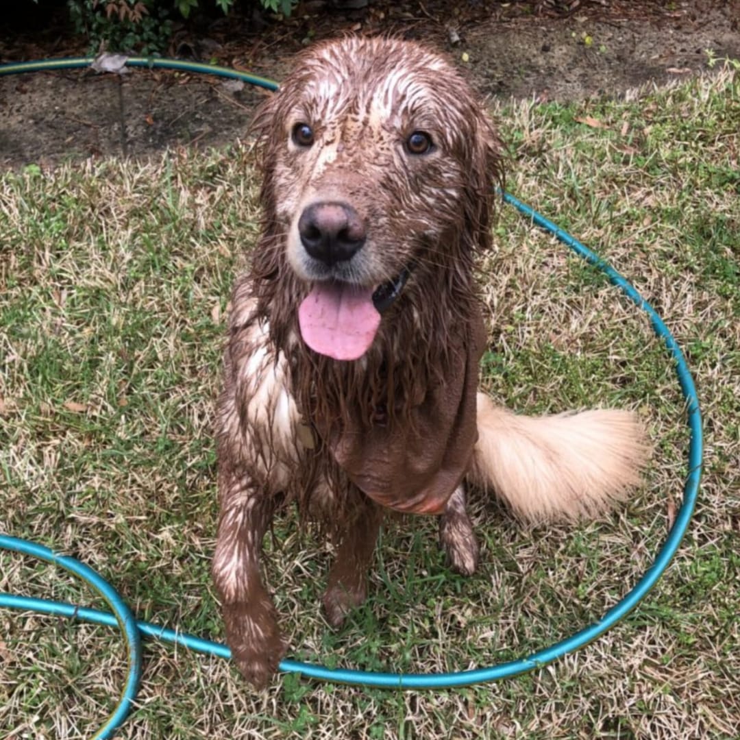 Customer photo review of HomePets Shower Warmer