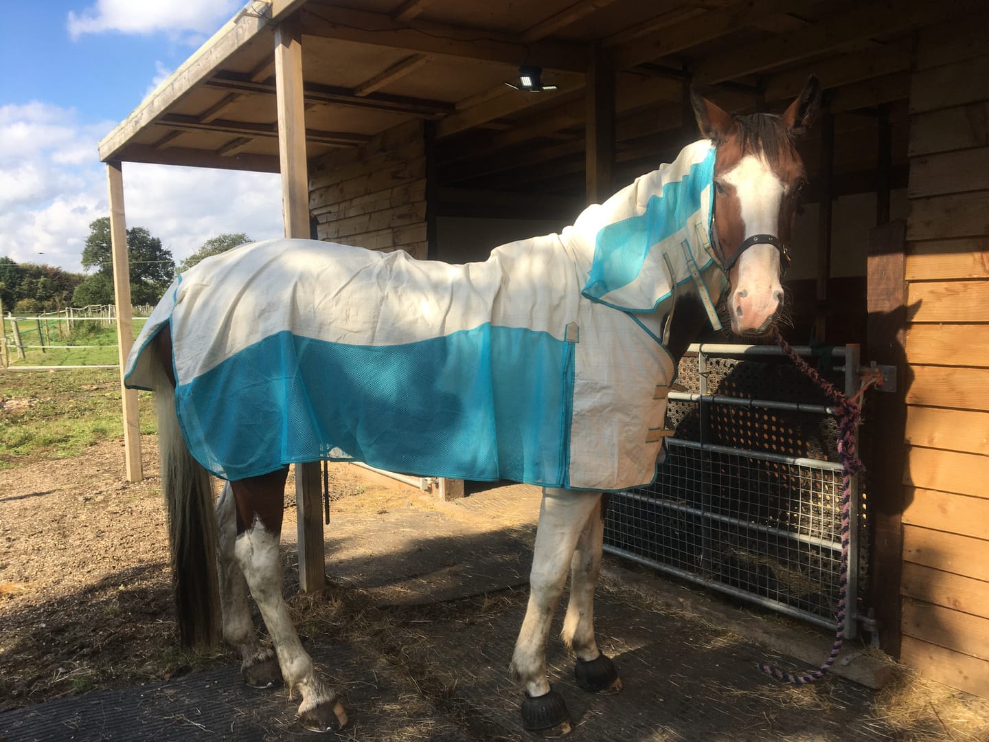 Customer photo review of Allrounder Fly Rug Combo
