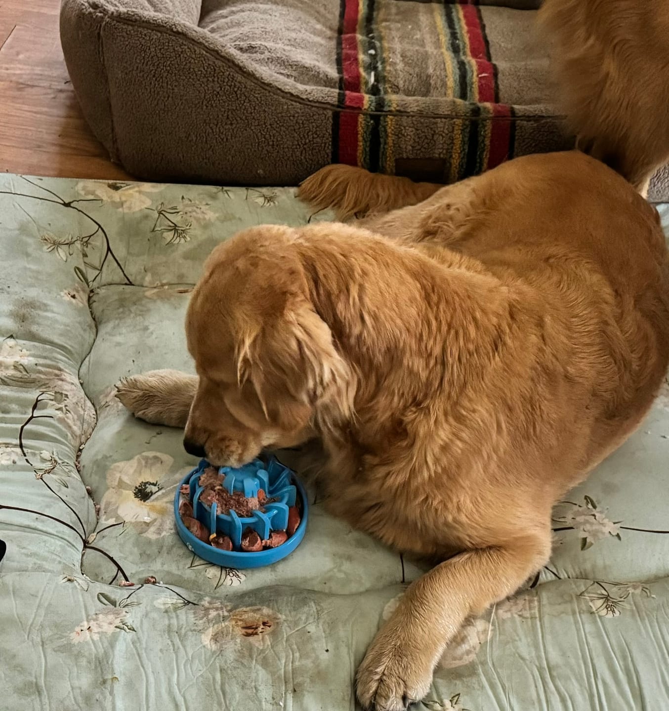 Customer photo review of FreezLava Heavy-Duty Enrichment Chew