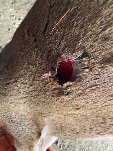 Customer photo review of Beast Broadheads (2-Pack + Practice Tip)