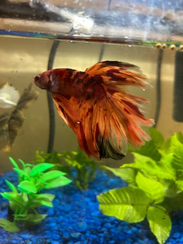 Customer photo review of Mix Galaxy Halfmoon Male Betta Fish High Grade | Buy 4 Get 1 Free | Mystery Betta