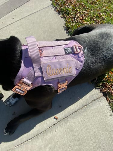 Customer photo review of HNTR 3.0 Dog Harness - Sofia