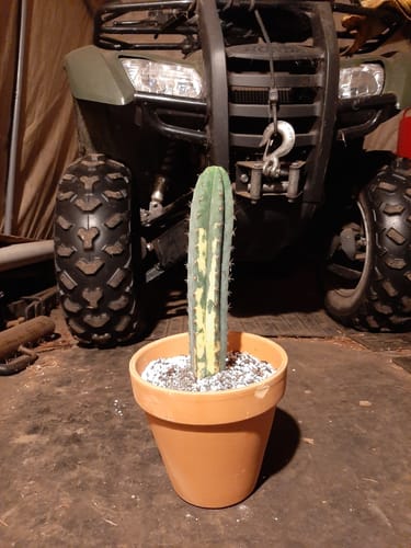Customer photo review of Variegated San Pedro Cactus | Trichocereus pachanoi variegata