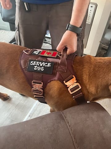Customer photo review of HNTR 3.0 Dog Harness - Chocolate