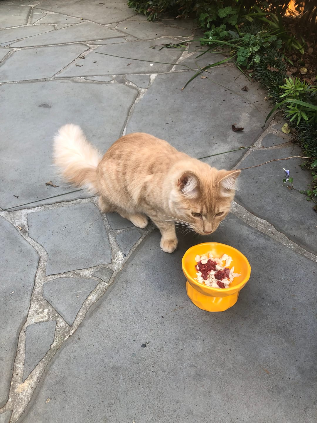 Customer photo review of Tilting Ceramic Cat Bowls With Uneven Texture