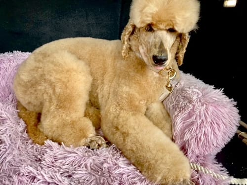 Customer photo review of DOG Coat Spray Conditioner and Detangler Grooming Essential. Formulated to moisturize and promote healthy, nourished dog coats