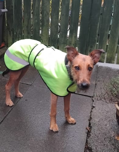 Customer photo review of Reflective Vetra - Sighthound Coat with Zip Harness Hole