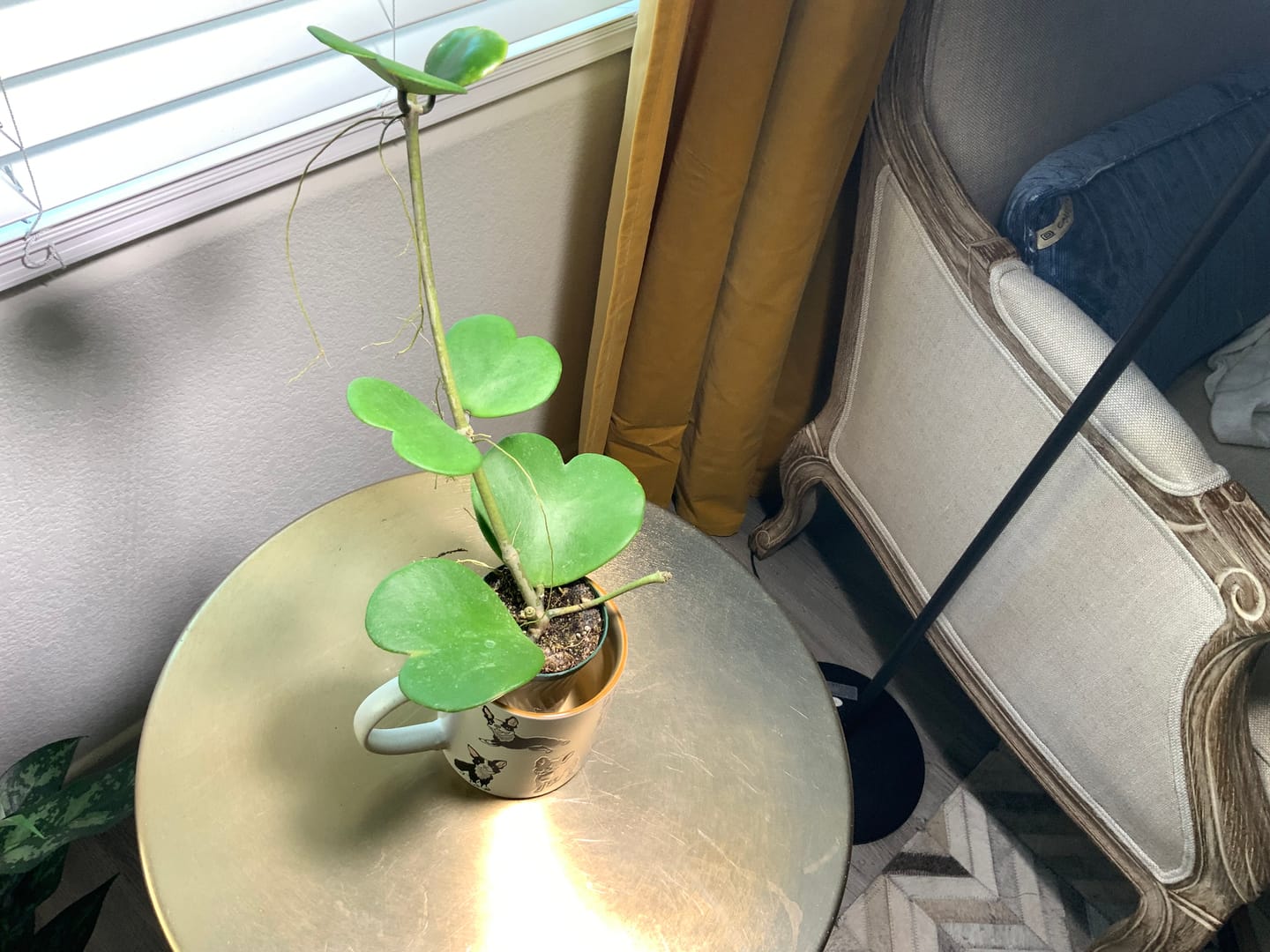 Customer photo review of Hoya kerrii
