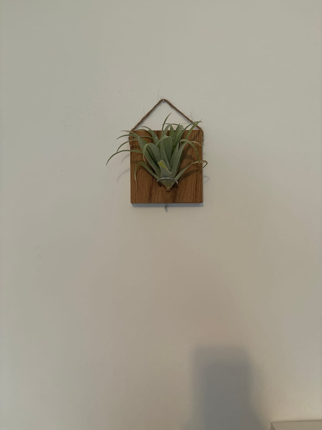 Customer photo review of Tillandsien Kachel - hängend