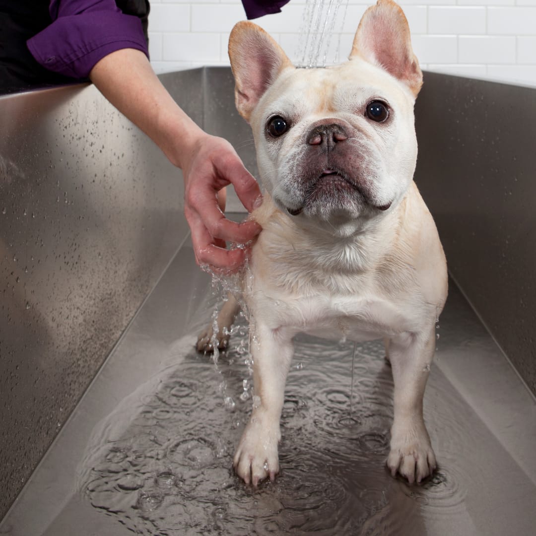 Customer photo review of HomePets Shower Warmer