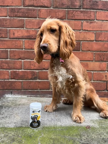 Customer photo review of Turmeric + Flaxseed Supplement for Dogs (70g)