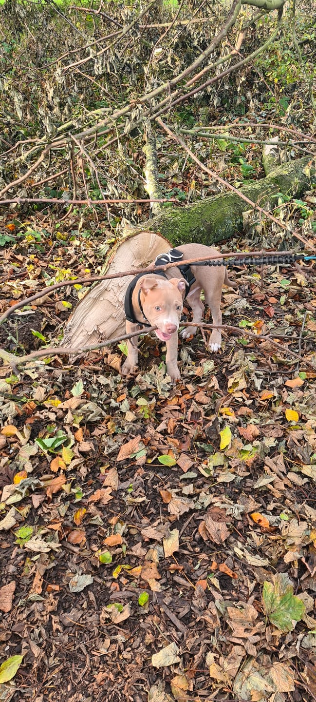 Customer photo review of Training No Pull TRI-Harness® | M-XL Breeds - Black