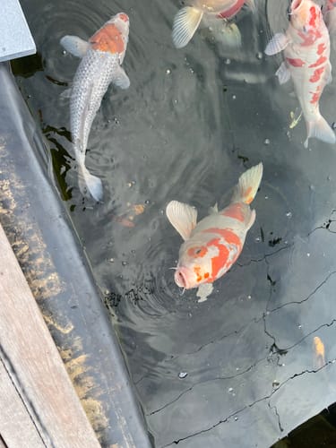 Customer photo review of TOP KOI 6mm 15kg - ALLTECH COPPENS🔝