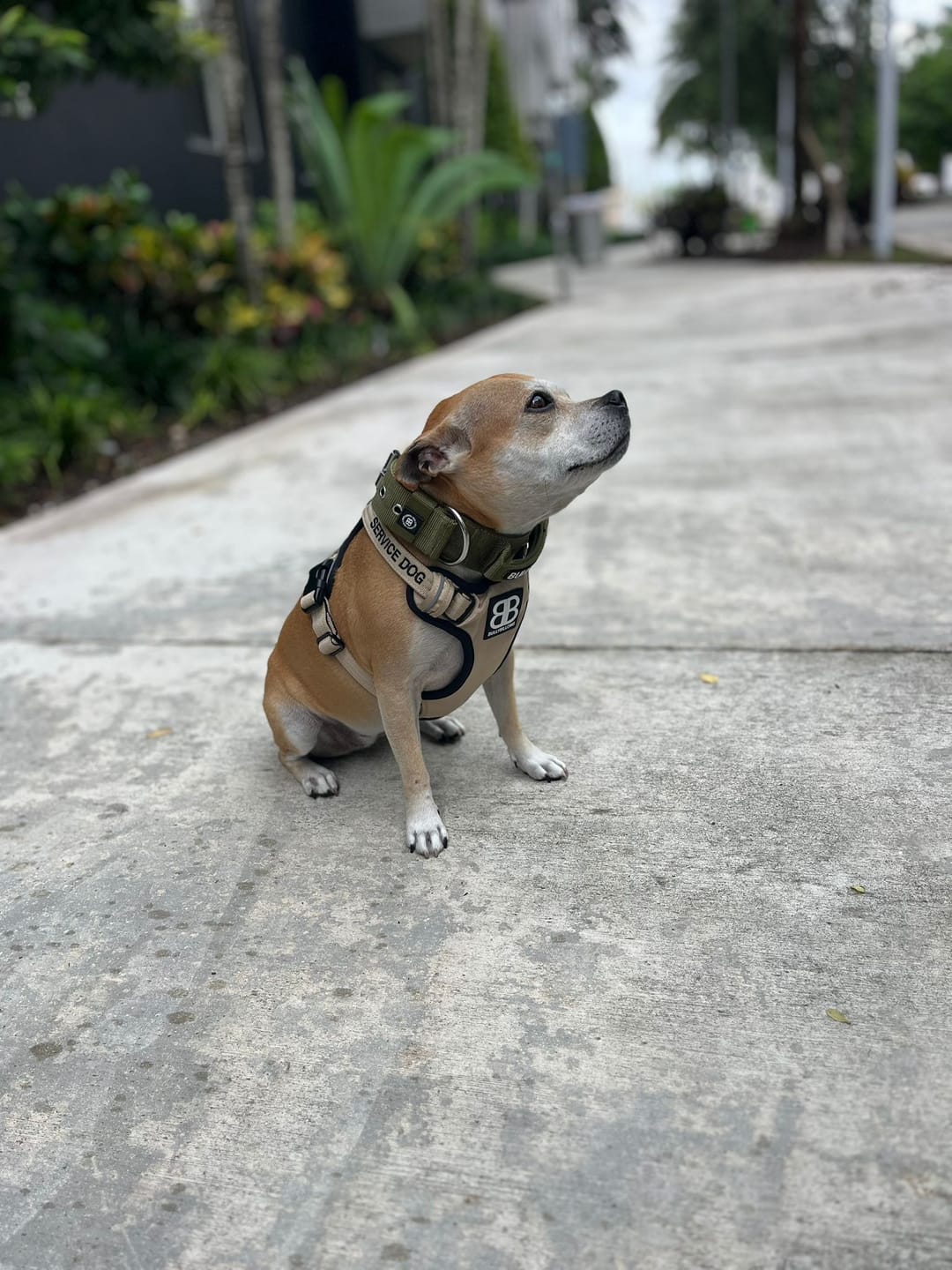 Customer photo review of Premium Comfort Harness | Non Restrictive & Adjustable - Light Military Tan
